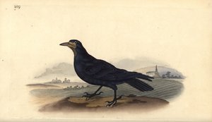 Roek, Corvus frugilegus. Handgekleurde koperplaat getekend en gegraveerd door Edward Donovan uit zijn eigen Natural History of British Birds, Londen door Edward Donovan