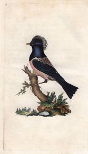 Roze spreeuw. Sturnus roseus (Turdus roseus). Kopergravure door Edward Donovan (1768-1837), gepubliceerd in Histoire naturelle des oiseaux britanniques, Londen