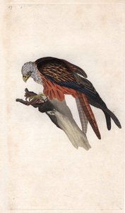 Rode wouw, Milvus milvus door Edward Donovan