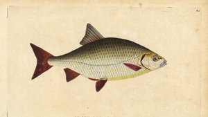 Ruisvoorn, Scardinius erythrophthalmus (Rode oog, Cyprinus erythrophthalmus). Handgekleurde kopergravure getekend en gegraveerd door Edward Donovan uit zijn Natural History of British Fishes, Donovan en F.C. en J. Rivington, Londen