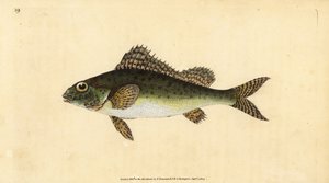 Pos, Gymnocephalus cernua door Edward Donovan