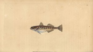 Zandgrondel, Pomatoschistus minutus (Gevlekte grondel, Gobius minutus). Handgekleurde kopergravure getekend en gegraveerd door Edward Donovan uit zijn Natural History of British Fishes, Donovan en F.C. en J. Rivington, Londen door Edward Donovan