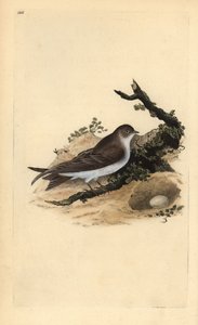 Oeverzwaluw, Riparia riparia, met nest en ei door Edward Donovan