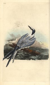 Grote stern, Thalasseus sandvicensis. Handgekleurde kopergravure getekend en gegraveerd door Edward Donovan uit zijn eigen 