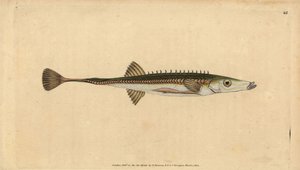 Zeedriehoek, Spinachia spinachia