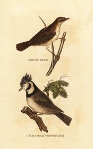 Rietzanger, Acrocephalus schoenobaenus, en kuifmees, Lophophanes cristatus door Edward Donovan