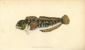 Snotolf, Lipophrys pholis