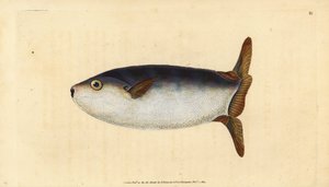 Slanke zonnevis, Ranzania laevis (Afgeknotte zonnevis, Tetrodon truncatus). Handgekleurde kopergravure getekend en gegraveerd door Edward Donovan uit zijn Natural History of British Fishes, Donovan en F.C. en J. Rivington, Londen