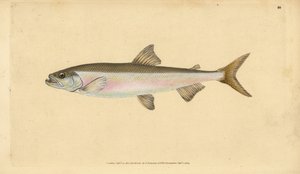 Spiering, Osmerus eperlanus (Salmo eperlanus). Handgekleurde kopergravure getekend en gegraveerd door Edward Donovan uit zijn Natural History of British Fishes, Donovan en F.C. en J. Rivington, Londen door Edward Donovan