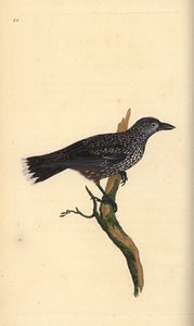 Notenkraker, Nucifraga caryocatactes. Handgekleurde koperplaat getekend en gegraveerd door Edward Donovan uit zijn eigen Natural History of British Birds, Londen door Edward Donovan