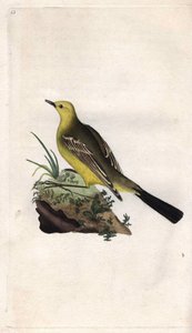 Gele kwikstaart. Motacilla flava. Kopergravure door Edward Donovan (1768-1837), gepubliceerd in Histoire naturelle des oiseaux britanniques, Londen door Edward Donovan