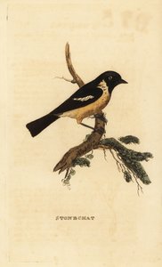 Roodborsttapuit, Saxicola rubicola