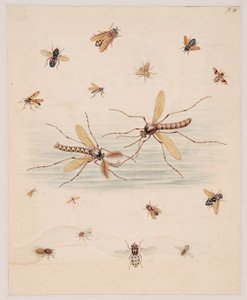 Studies van ongewervelde dieren, Deel II door Edward Donovan