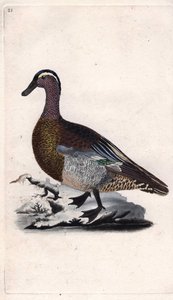 Zomertaling. Anas querquedula. Kopergravure door Edward Donovan (1768-1837), gepubliceerd in Histoire naturelle des oiseaux britanniques, Londen