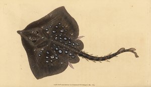 Stekelrog, Raja clavata. Bijna bedreigd. Handgekleurde kopergravure getekend en gegraveerd door Edward Donovan uit zijn Natural History of British Fishes, Donovan en F.C. en J. Rivington, Londen door Edward Donovan