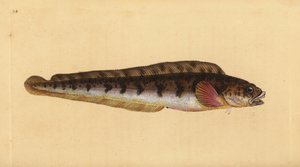 Levendbarende puitaal, Zoarces viviparus