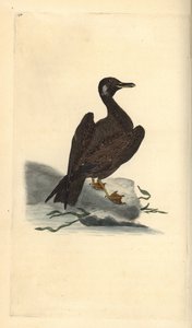 Jonge grote mantelmeeuw, Larus marinus. Handgekleurde kopergravure getekend en gegraveerd door Edward Donovan uit zijn Natural History of British Birds, Londen door Edward Donovan