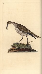 Regenwulp, Numenius phaeopus. Handgekleurde kopergravure getekend en gegraveerd door Edward Donovan uit zijn Natural History of British Birds, Londen door Edward Donovan