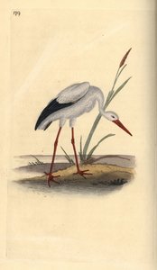 Witte ooievaar, Ciconia ciconia. Handgekleurde koperplaat getekend en gegraveerd door Edward Donovan uit zijn eigen Natural History of British Birds, Londen door Edward Donovan