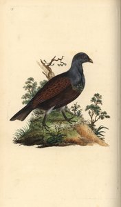 Auerhoen, Tetrao urogallus. Handgekleurde koperplaat getekend en gegraveerd door Edward Donovan uit zijn eigen Natural History of British Birds, Londen door Edward Donovan