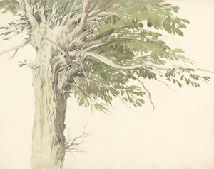 Studie van een geknotte boom - een wilg