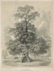 Iep in Hyde Park, Londen door Edward Hassell
