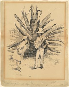 Cactus uit Mexico