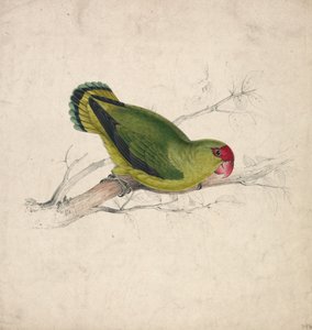  door Edward Lear