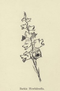 Barkia Howlaloudia door Edward Lear