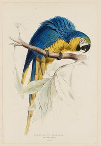  door Edward Lear