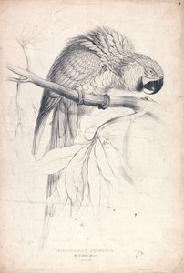  door Edward Lear