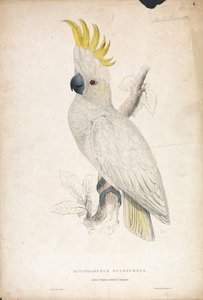  door Edward Lear