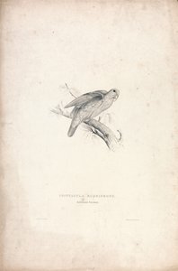 Psittacula rubrifrons / Roodvoorhoofdparkiet (plaat 41)