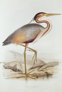 Purperreiger door Edward Lear