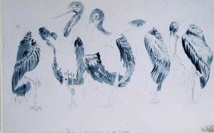 Studies van Ooievaars