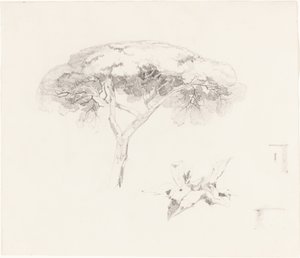 Parasolpijnboom en Andere Studies