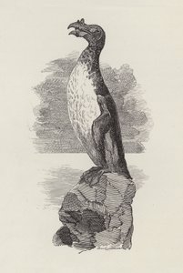 Illustratie voor De Waterkinderen door Charles Kingsley (gravure) door Edward Linley (after) Sambourne