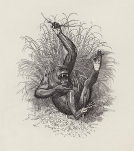 Illustratie voor The Water-Babies door Charles Kingsley