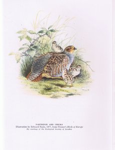 Patrijs en kuikens, Natuur in Groot-Brittannië uitgegeven door Collins door Edward Neale