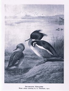 Roodborstzaagbek, Natuur in Groot-Brittannië uitgegeven door Collins, 1946 door Edward Neale
