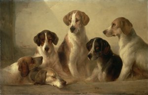 Honden