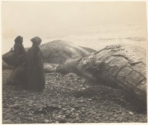 [Gedeeltelijk afgeslachte walvis - Makah] [De gevangen walvis]. door Edward S. Curtis