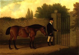 Een heer leidt een Welsh Cob bij een tuinhek