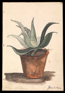 Een bloempot met een cactus erin, met opschrift 