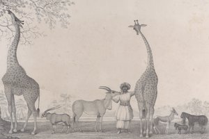 De Majestueuze en Gracieuse Giraffen, of Kameelpaarden, met enkele Zeldzame Dieren van de Gazelle..., 1838 door Edward Williams Clay