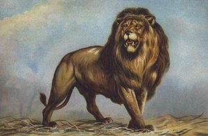 Studie voor leeuw op Trafalgar Square door Landseer, National Gallery, Londen