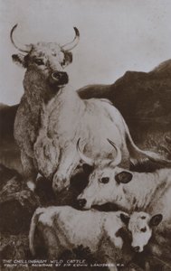 Het wilde vee van Chillingham