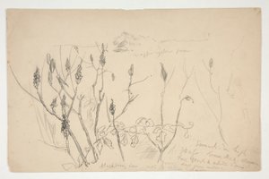 Schets van onkruid door Edwin Austin Abbey