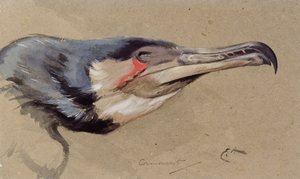 Aalscholver door Edwin John Alexander