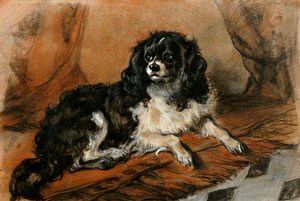 Een King Charles Spaniël